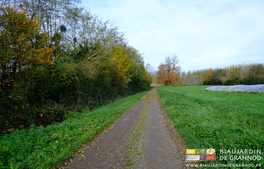 photo d'une de nos haies dont les feuilles tombent sur un chemin communal empierré