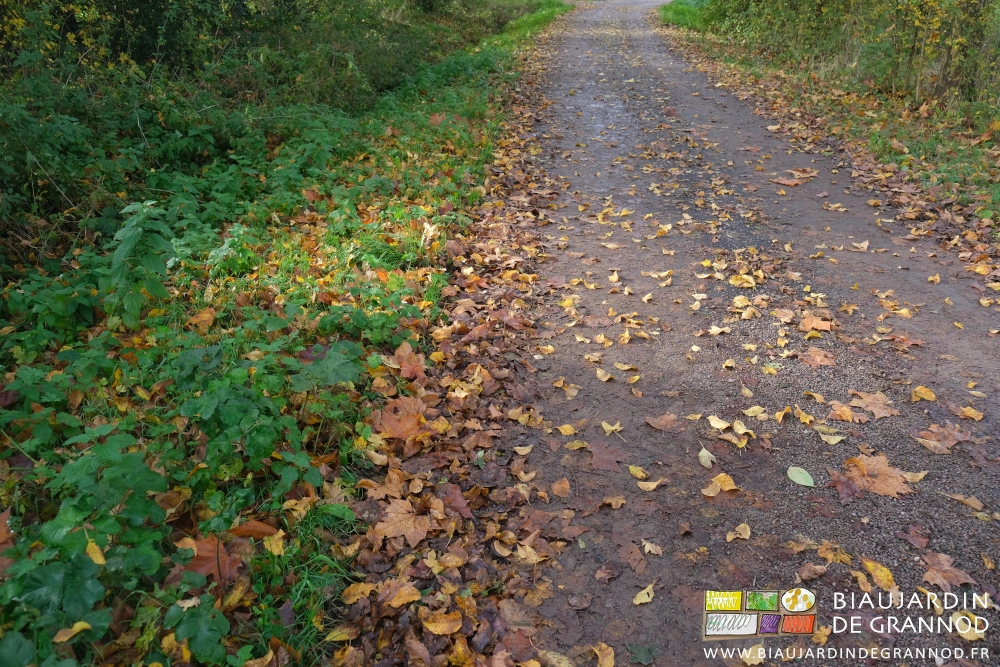 photo de feuilles sur la desserte maintenant goudronnée de la ferme