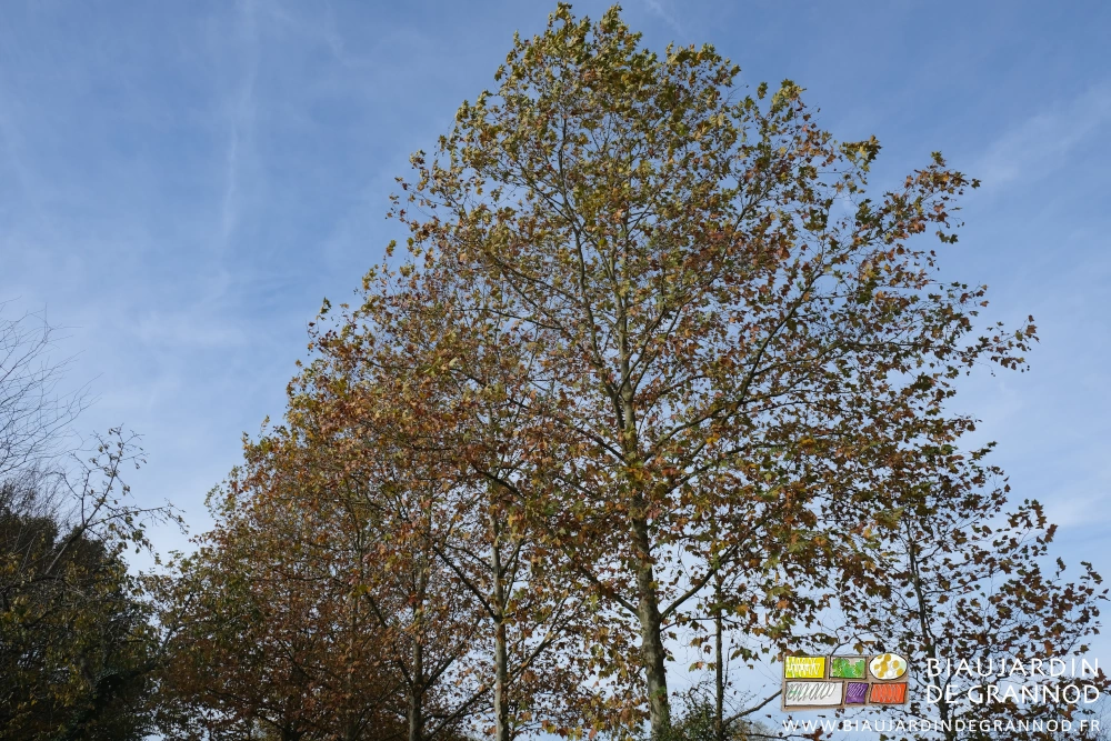 photo de l'alignement de houppiers des platanes bordant la desserte de notre ferme