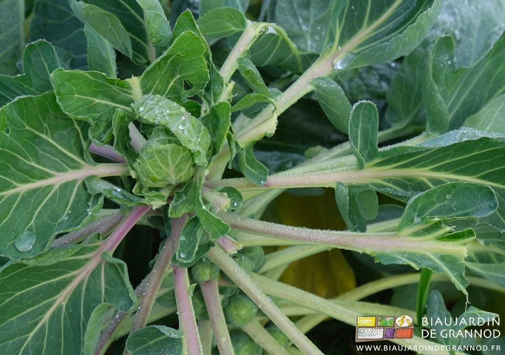 photo d'une tête de chou de Bruxelles dont quelques feuilles sont mangées