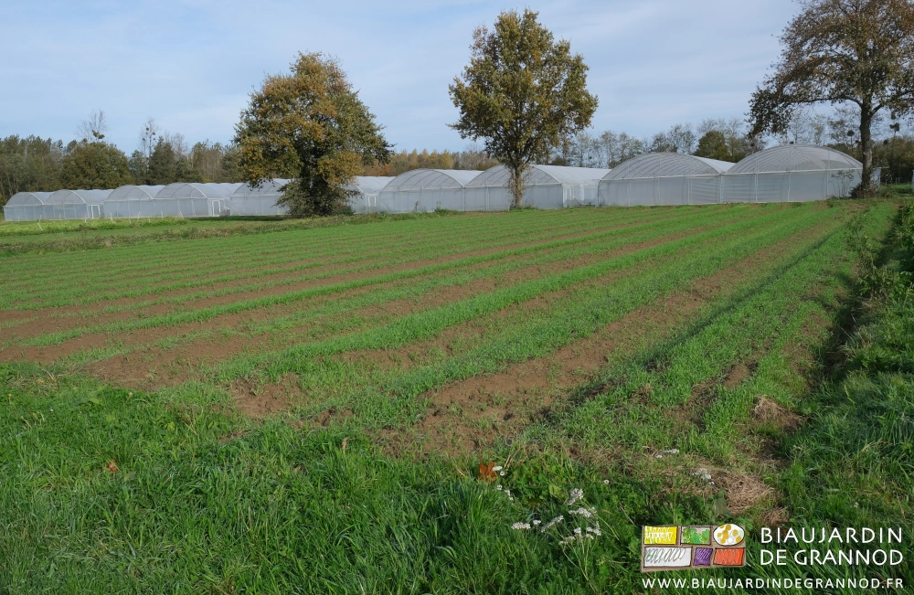 photo de planches couvertes de seigle sur fond de chênes isolés et bi-tunnels