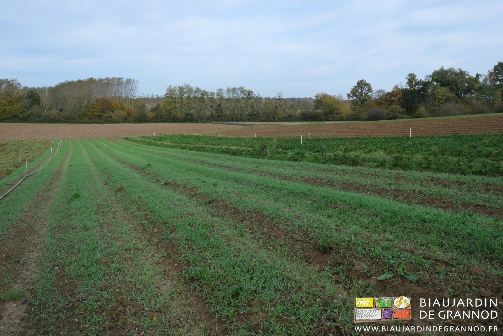 photo de planches couvertes de seigle bien développé