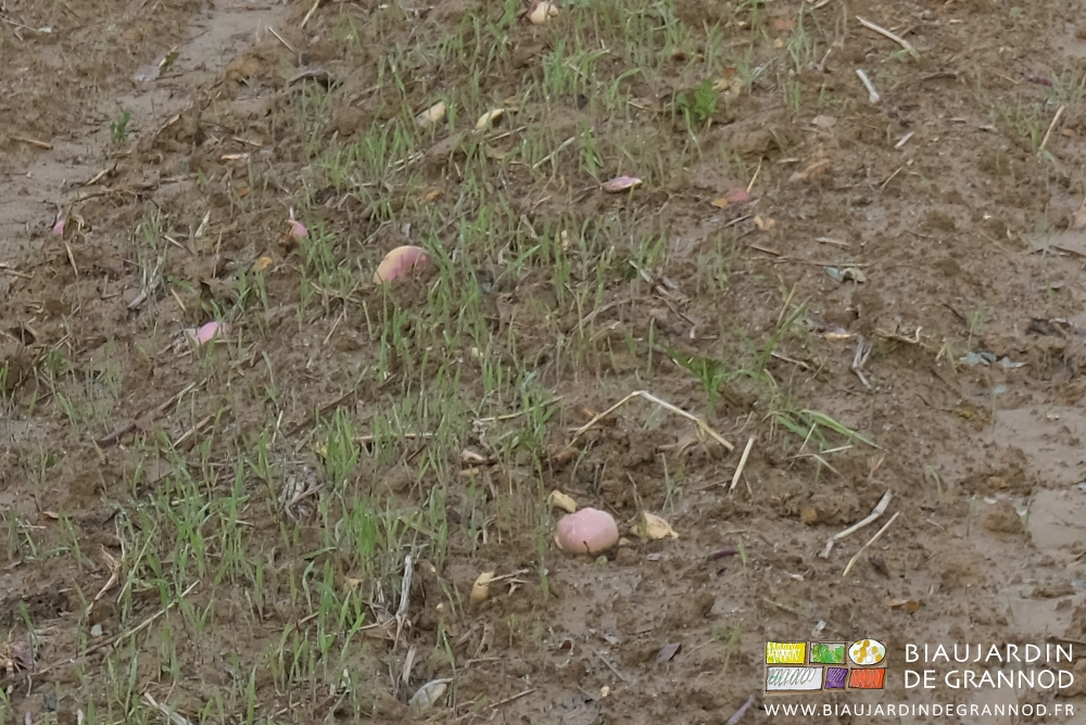 photo de seigle sorti sur une planche avec quelques restes de navet violet