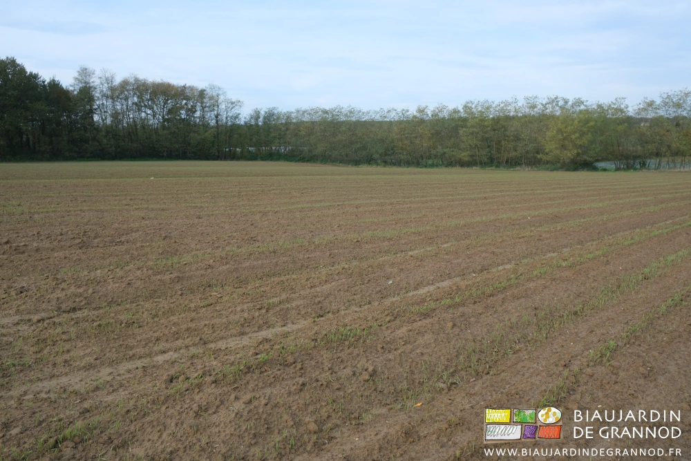 photo d'ensemble d'une parcelle dont toutes les planches sont semées de seigle
