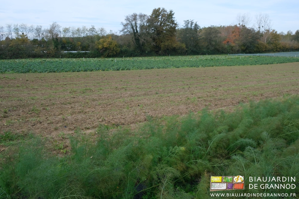 photo d'un carré de fenouil partiellement récolté