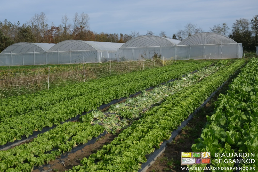 photo du carré de chicorée entouré d'un grillage électrifié