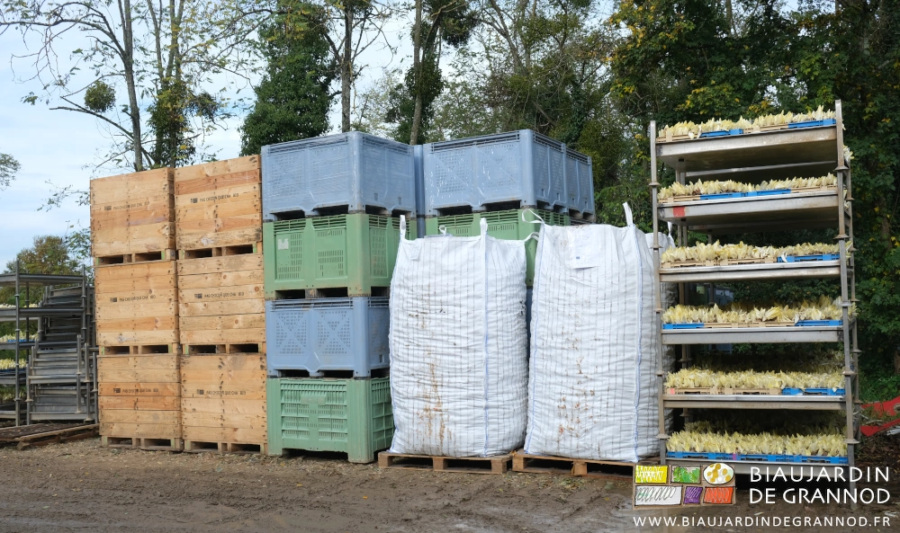 photo de bacs récoltés à coté de big bag de racines livrées et de palox consignés rendus