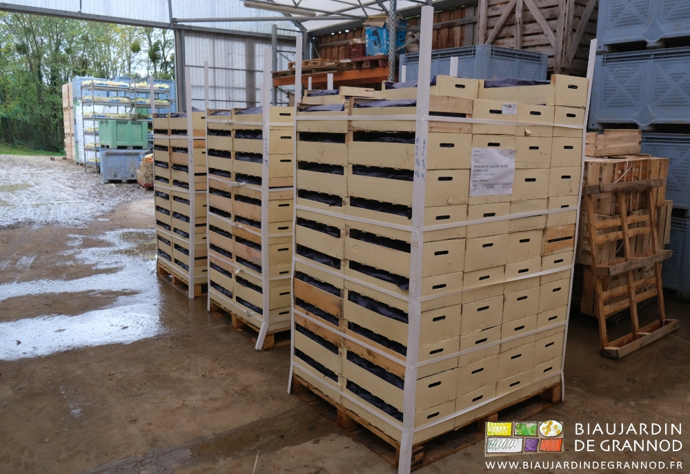 photo de 3 palettes de caisses d'endive prêtes au chargement dans le bâtiment du Biau Jardin de Grannod