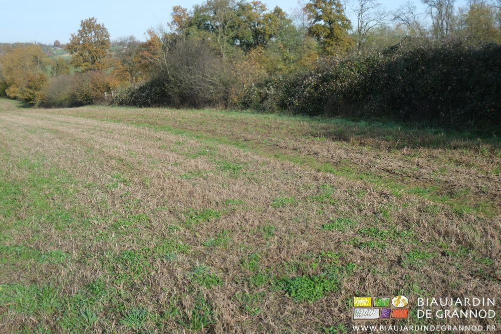 photo d'une partie très peu couverte de végétaux divers et trèfle