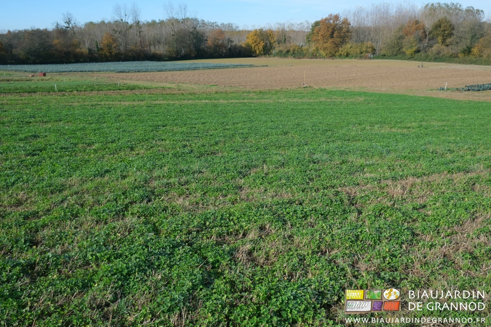 photo d'une parcelle assez bien couverte de trèfle qui étouffe bien les adventices