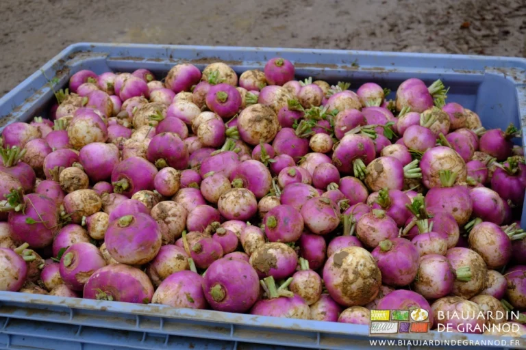 photo d'un palox rempli de navets lumineux de violet et de blanc et tiges vertes coupées