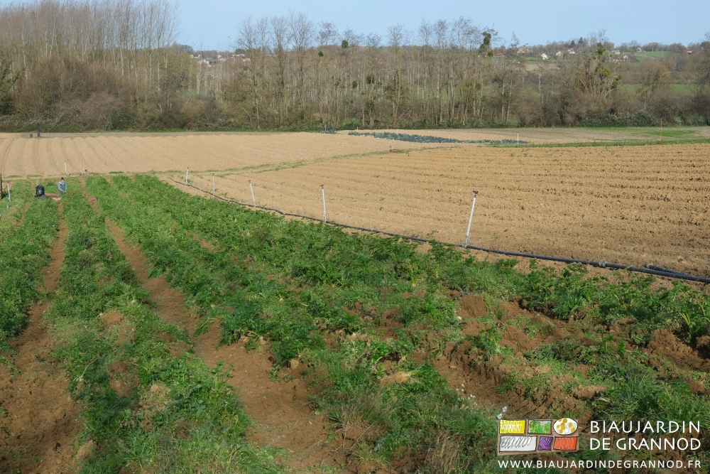 photo sous ciel bleu de Émilie et Micke à genoux et couteau en main dans les planches de cèleri
