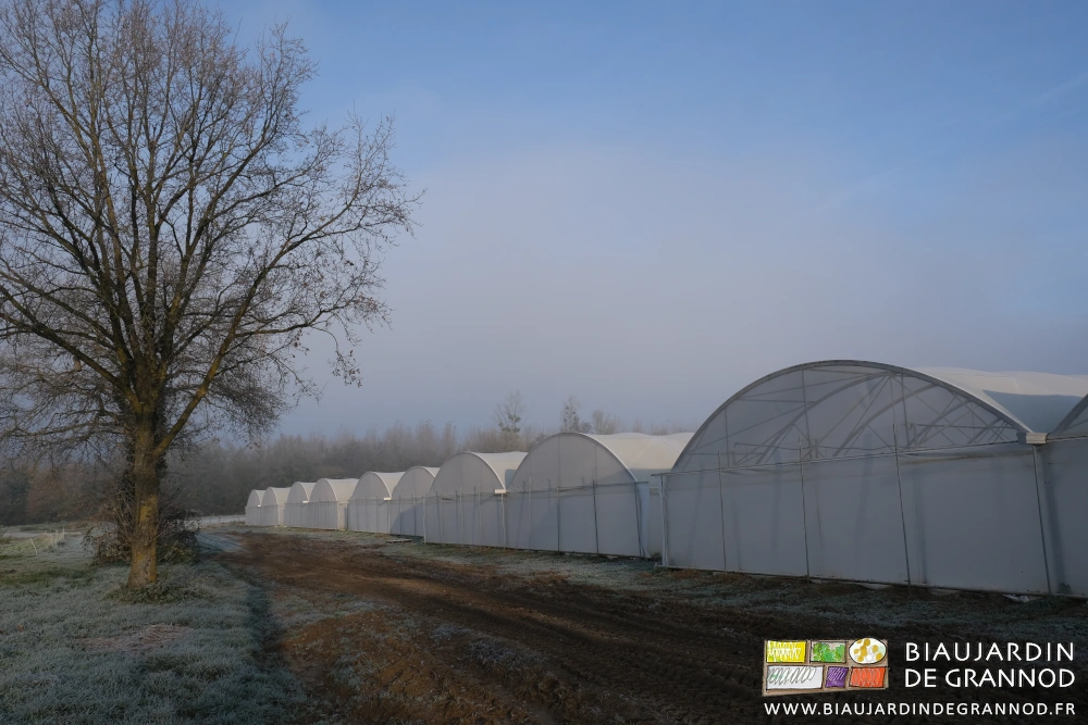 photo des tunnels blancs de gel, on ne peut rien voir à travers de ce qui pousse dedans