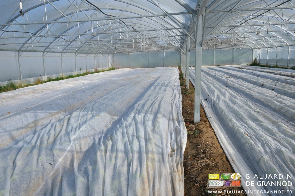 photo sous bi-tunnel de voiles de protection sur les planches semées comme repiquées