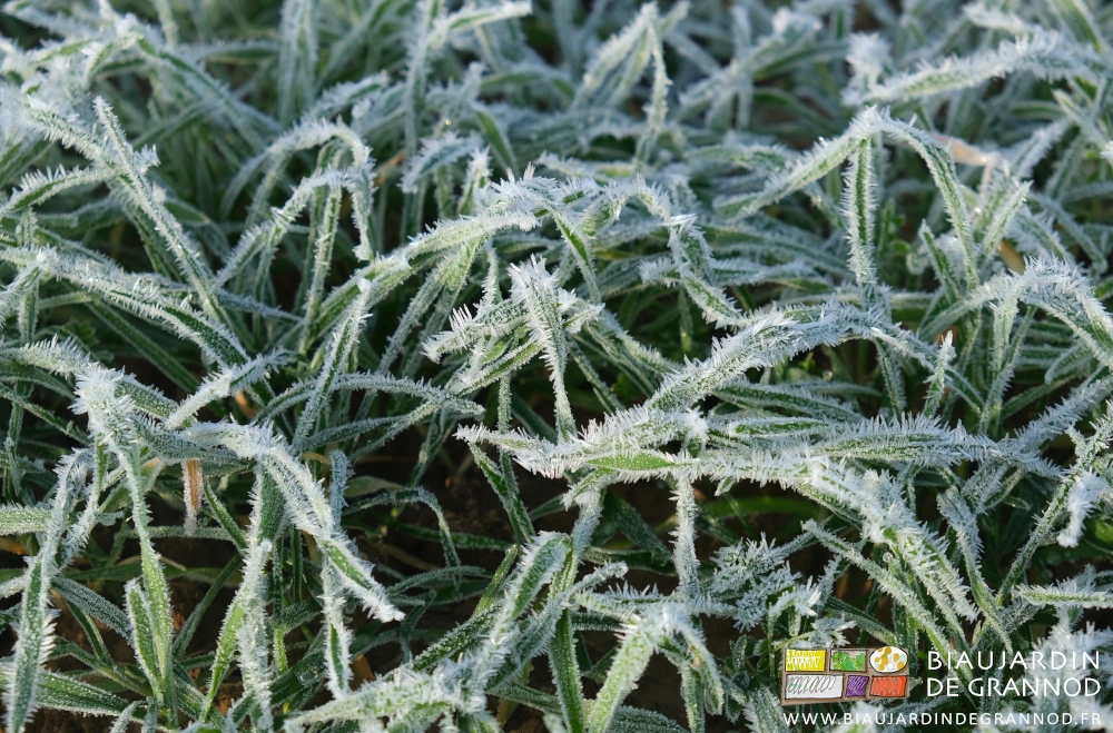 photo de seigle au feuilles couvertes d'étoiles de gel