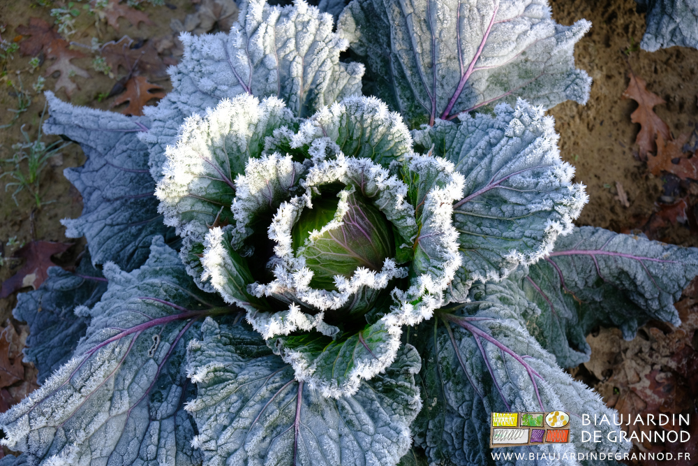 photo d'un chou milan de Pontoise couvert de figures de gel