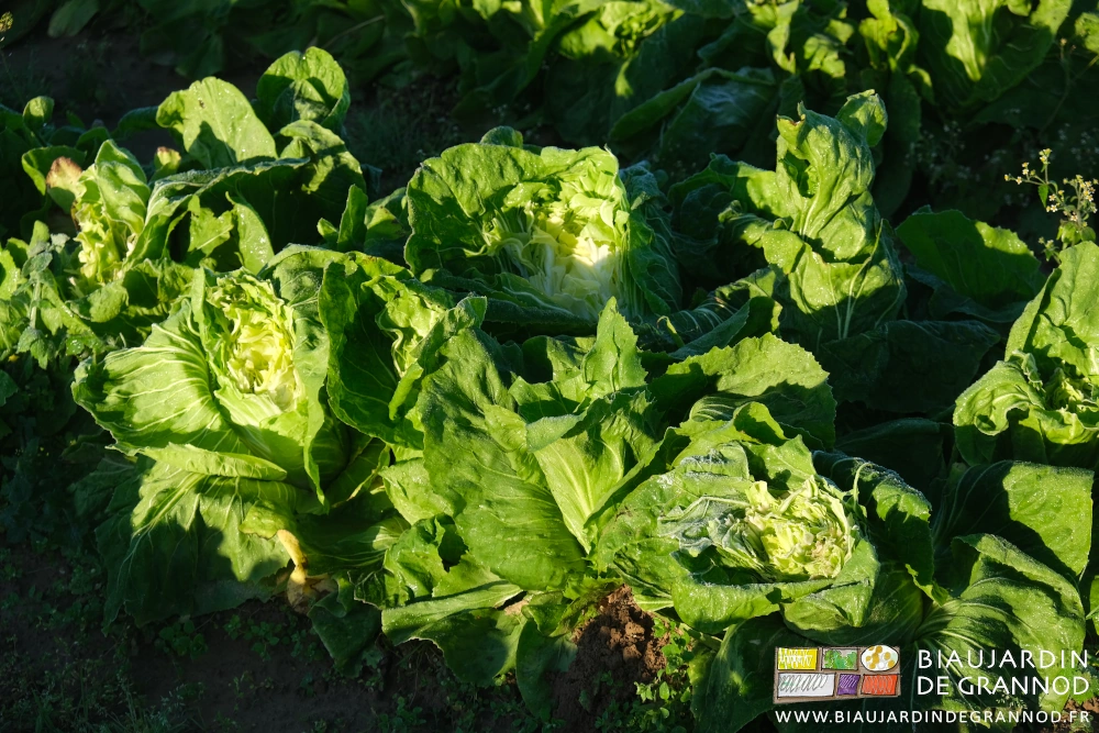 photo de chicorées Pain de sucre croquées par les chevreuils