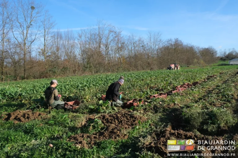 photo par grand beau temps frais de Vivien et Micke à genoux dans le carré de radis d'hiver