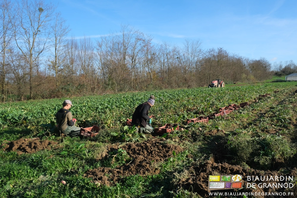 photo par grand beau temps frais de Vivien et Micke à genoux dans le carré de radis d'hiver
