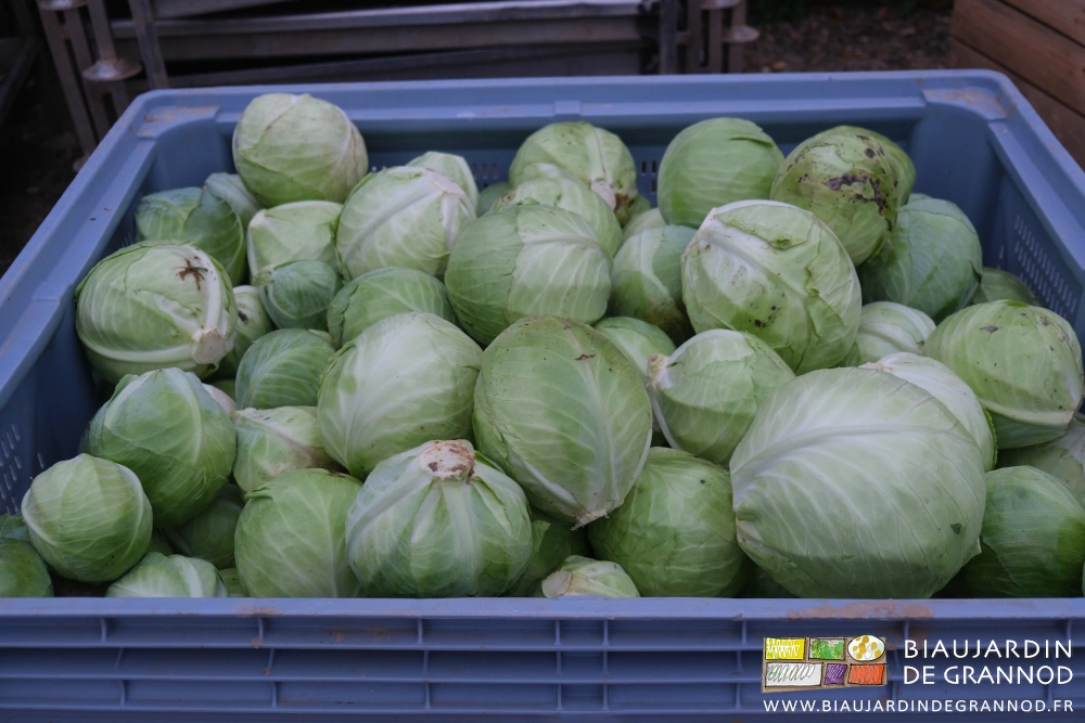 photo d'un palox de chou pommé lisse prêt à être rangé au froid humide
