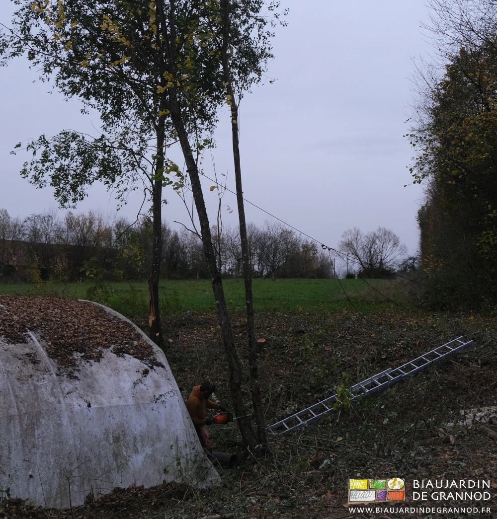 photo de l'abattage d'un arbre tenu par une élingue pour garantir la sécurité de l'abri à matériel