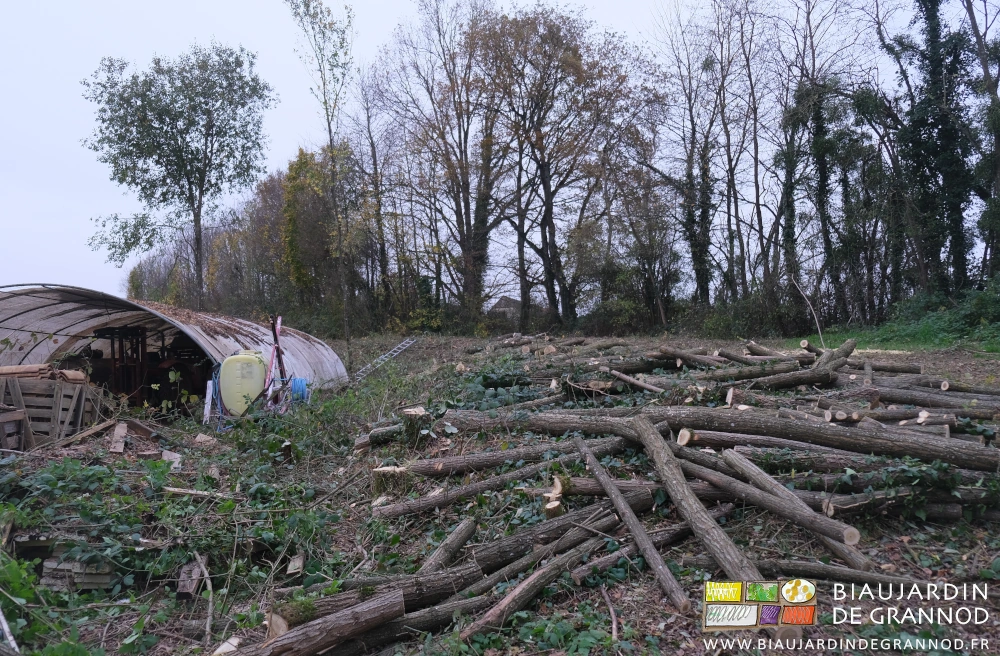 photo des acacias coupés, pour certains en beaux piquets