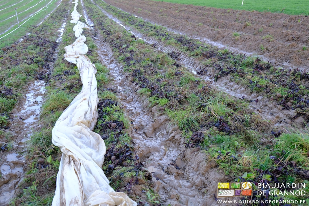 photo d'allées remplies de boue entre les planches permanentes de betterave rouge récoltées