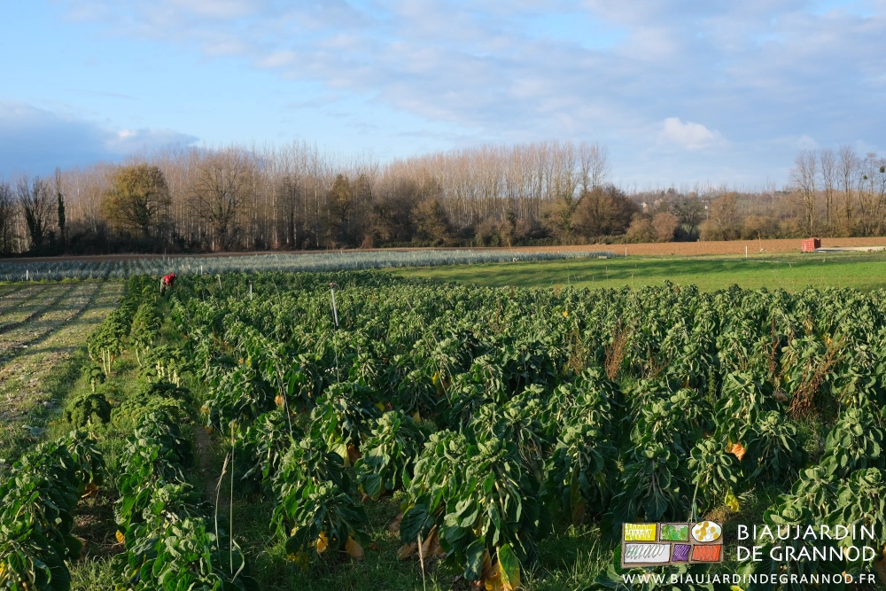 photo d'ensemble des carrés de chou de Bruxelles pas loin des poireaux et sur fond de haies bocagères