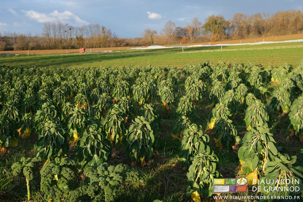 photo bien ensoleillée du carré de chou de Bruxelles sur fond d'engrais vert et de bocage traditionnel