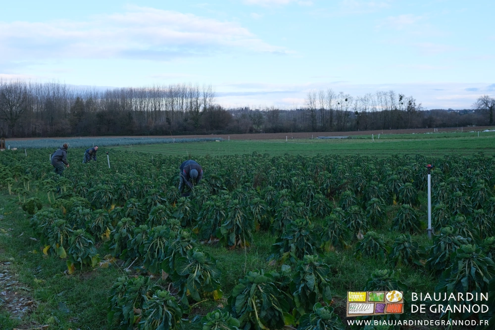 photo de la récolte des choux de Bruxelles