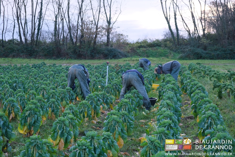 photo arrière des 4 cueilleurs en cote étanche à bretelles penchés sur les choux de Bruxelles
