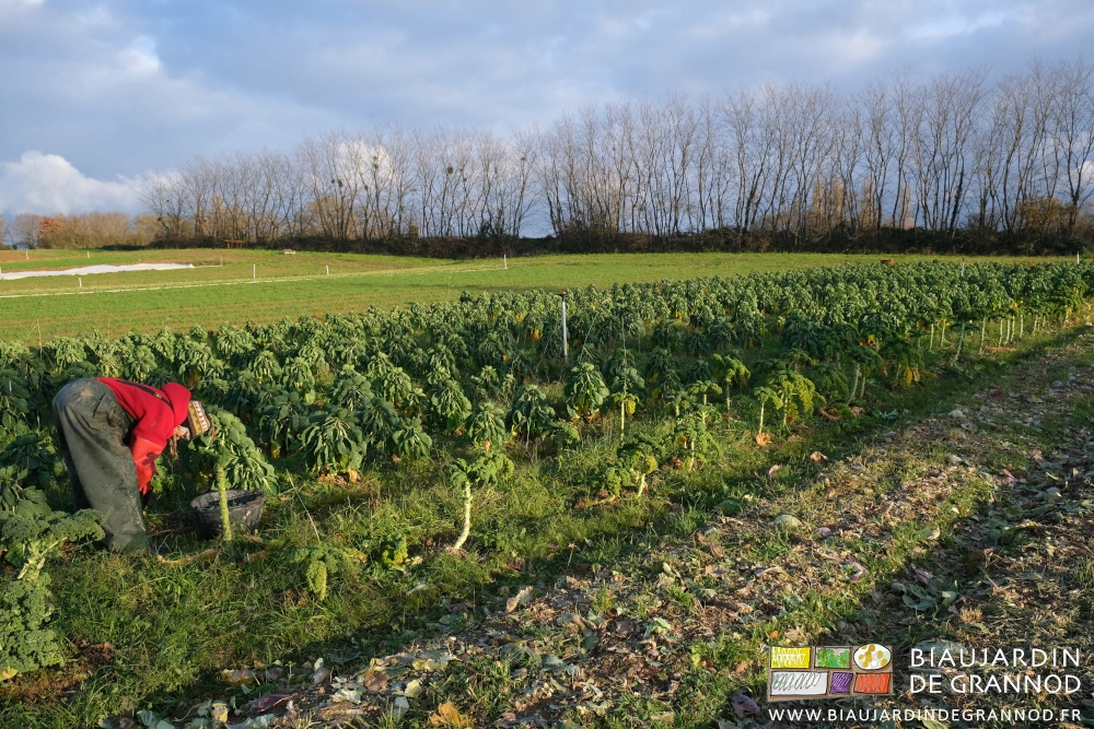 photo de Françoise penchée sur un pied de chou de Bruxelles en bas des longs rangs