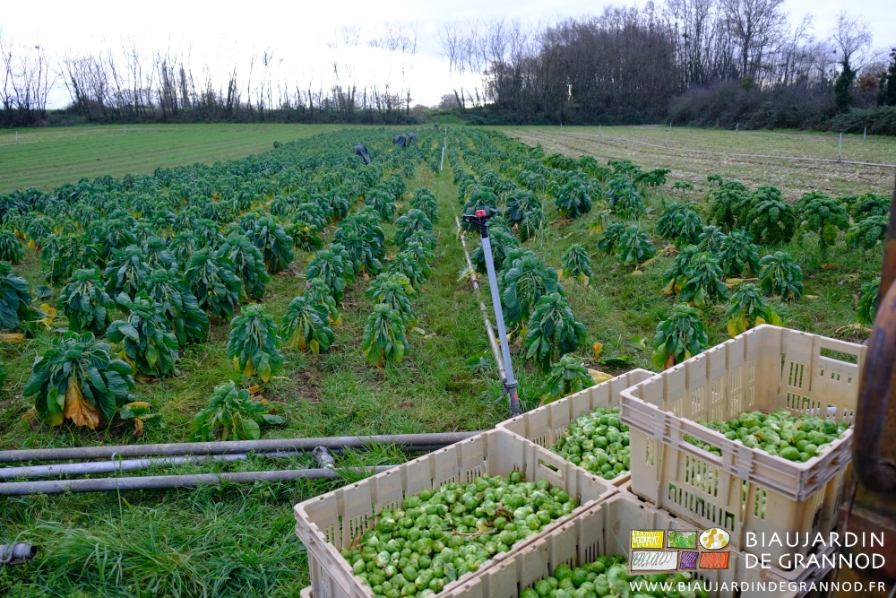 photo d'une douzaine de cagettes pleines sur palette au bout des rangs en cours de récolte