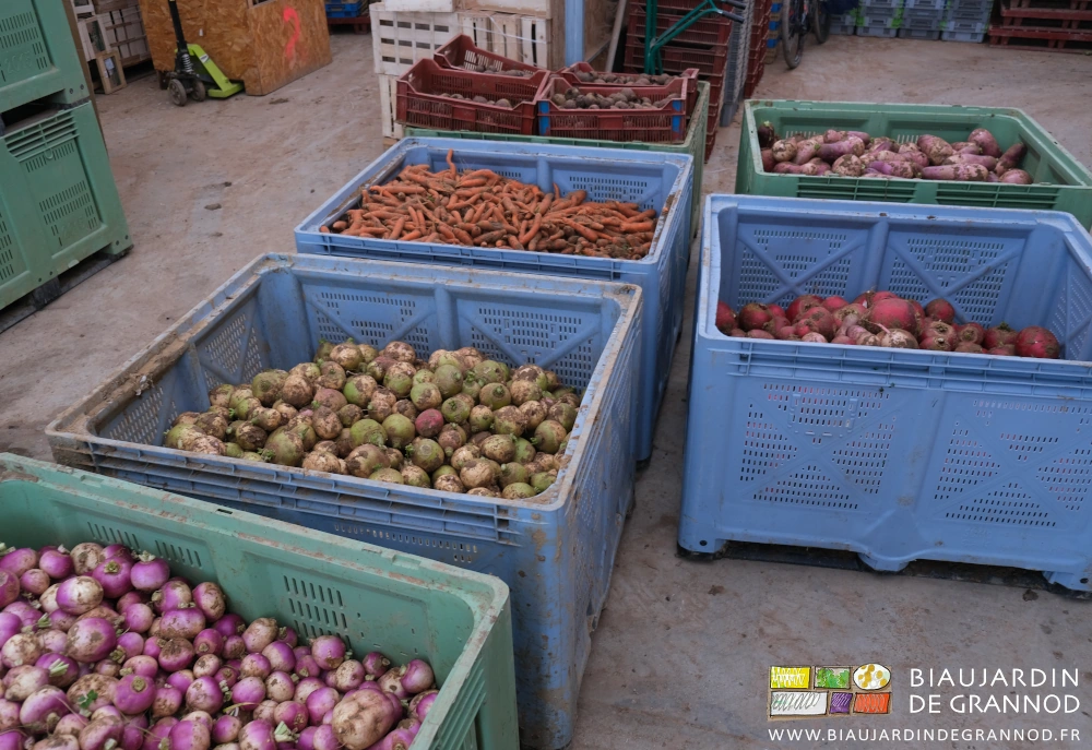 photo de 6 palox des diverses racines pour cet hiver