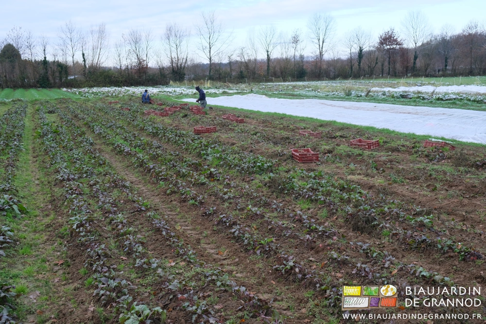 photo de 2 Biaux Jardiniers à genoux pour la récolte du carré de betterave rouge