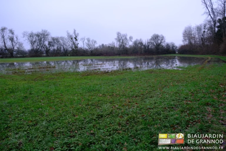 photo d'un de nos prés encore pour moitié couvert d'eau