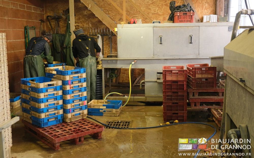 photo de Valentin et Mike qui brossent les cagettes sur le tapis de sortie de la laveuse