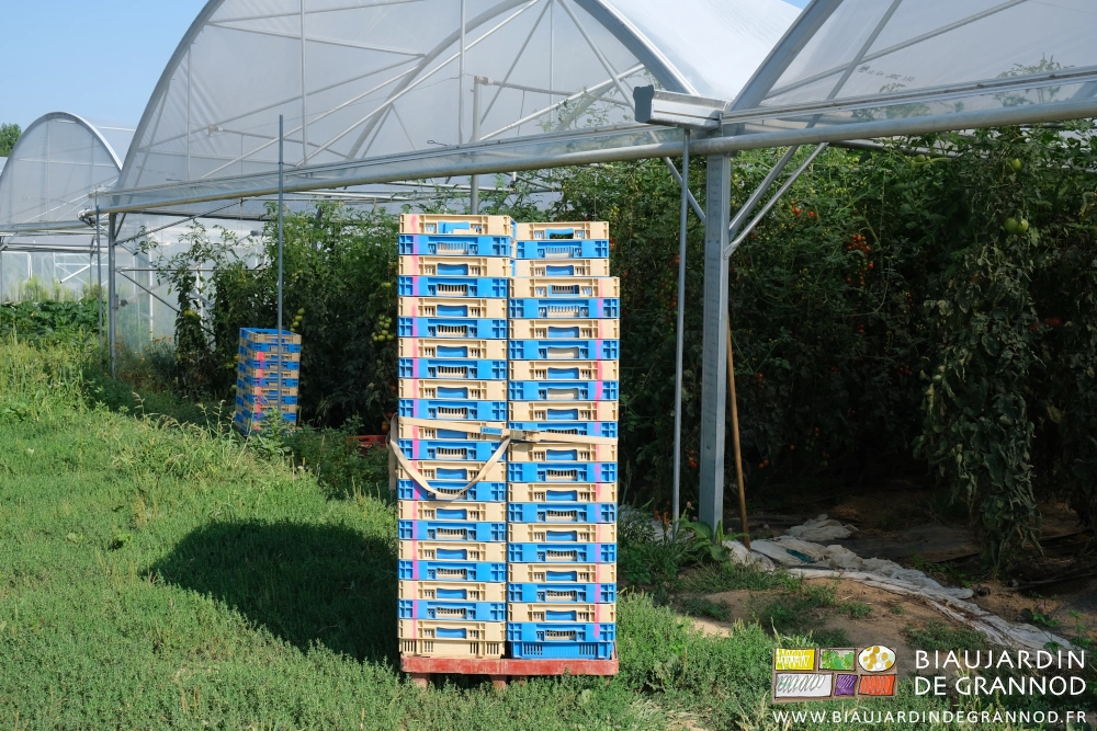 photo d'une palette de caisses blanc bleu devant un bi-tunnel de tomates