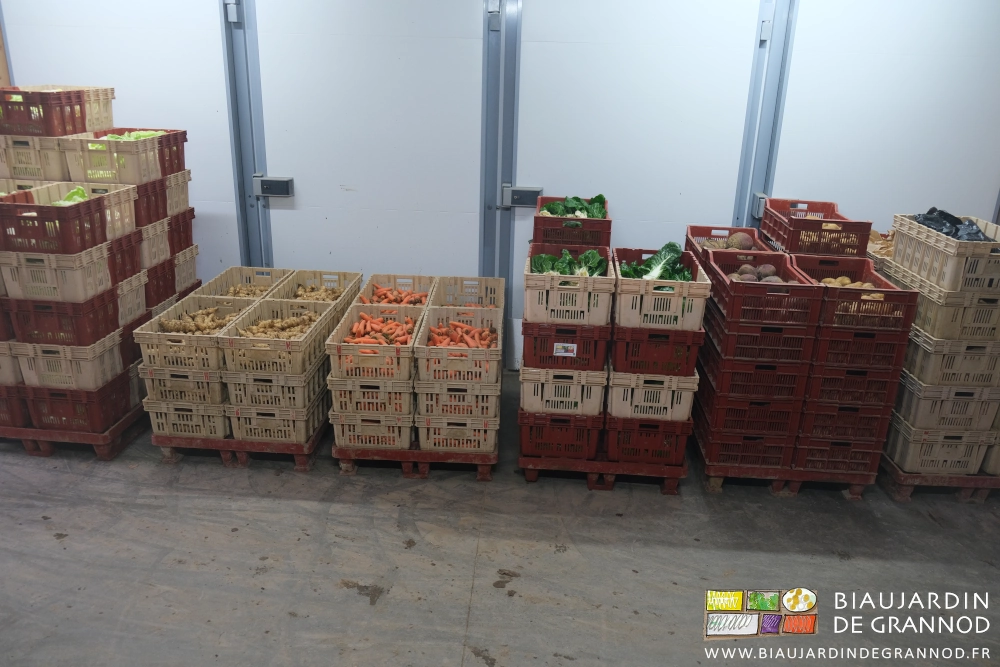 photo de palettes de cagettes beige, ou rouges, ou beige et rouge, de légumes lavés prêts à mettre en paniers