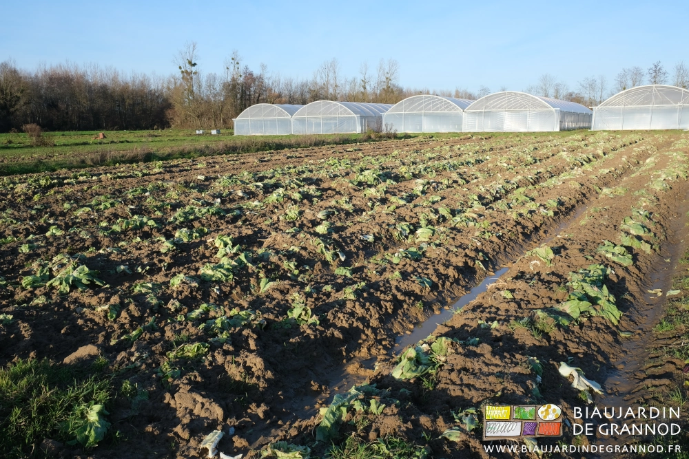 photo d'ensemble des chicorées détruites incorporées par un passage d'outil