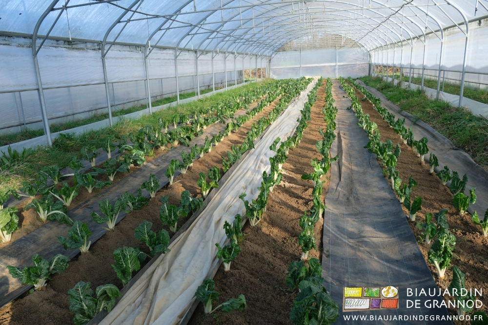 photo du tunnel de bette bressane les côtés relevés pour ventiler toute la surface