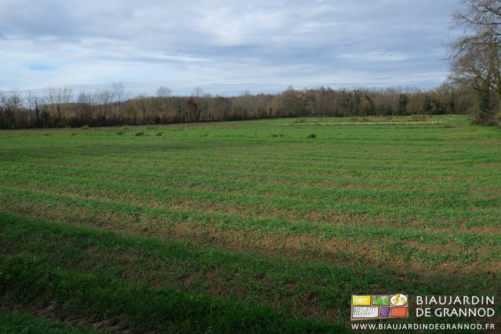 photo du jardin très bien couvert d'engrais verts sur fond de haies bocagères diversifiées