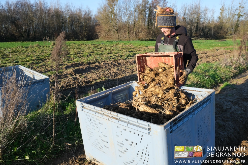 photo de valentin vidant les panais très terreux dans le palox
