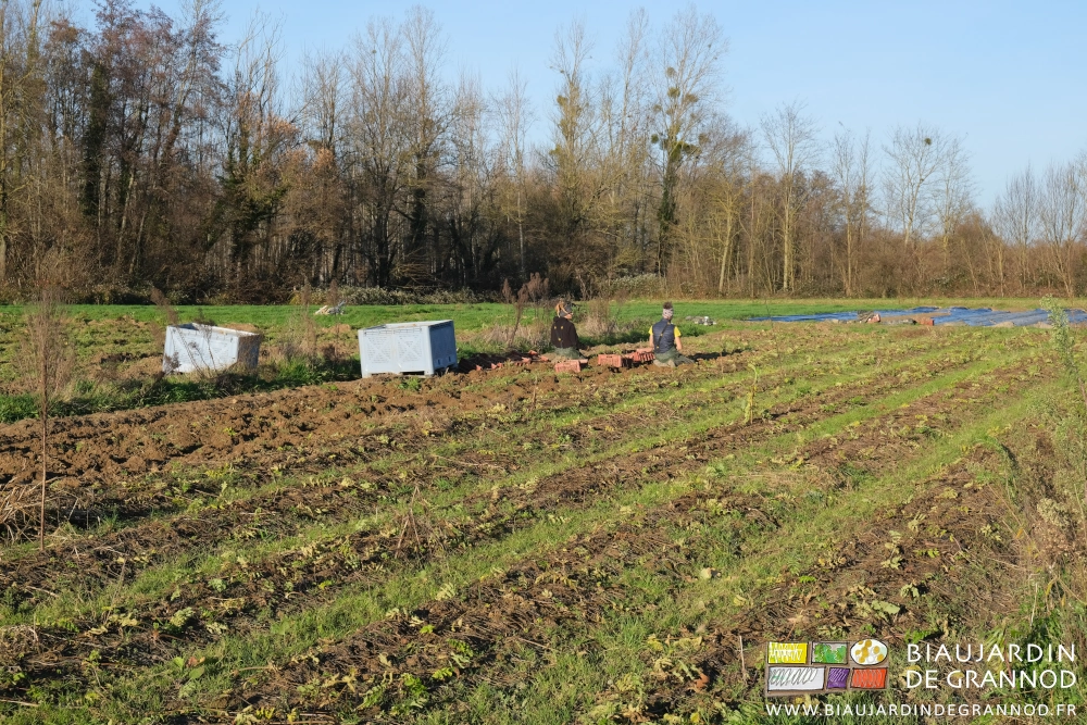 photo sous beau soleil de la récolte manuelle à genoux dans le carré de panais