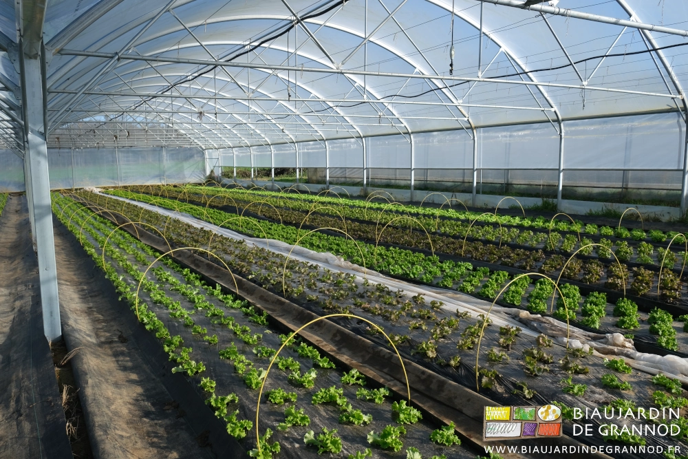 photo d'un bi-tunnel de salade, les arceaux chenille installés, voile rangé, aération ouvert