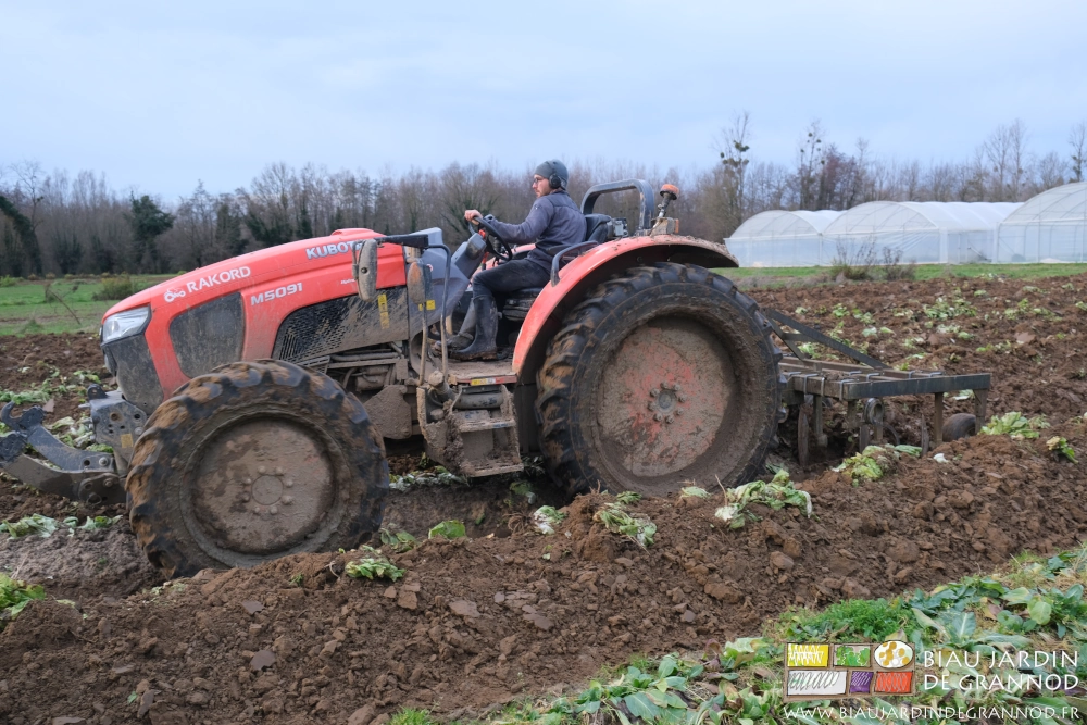 photo de Matthieu avec tracteur et butteuse pour reprendre les planches de chicorée