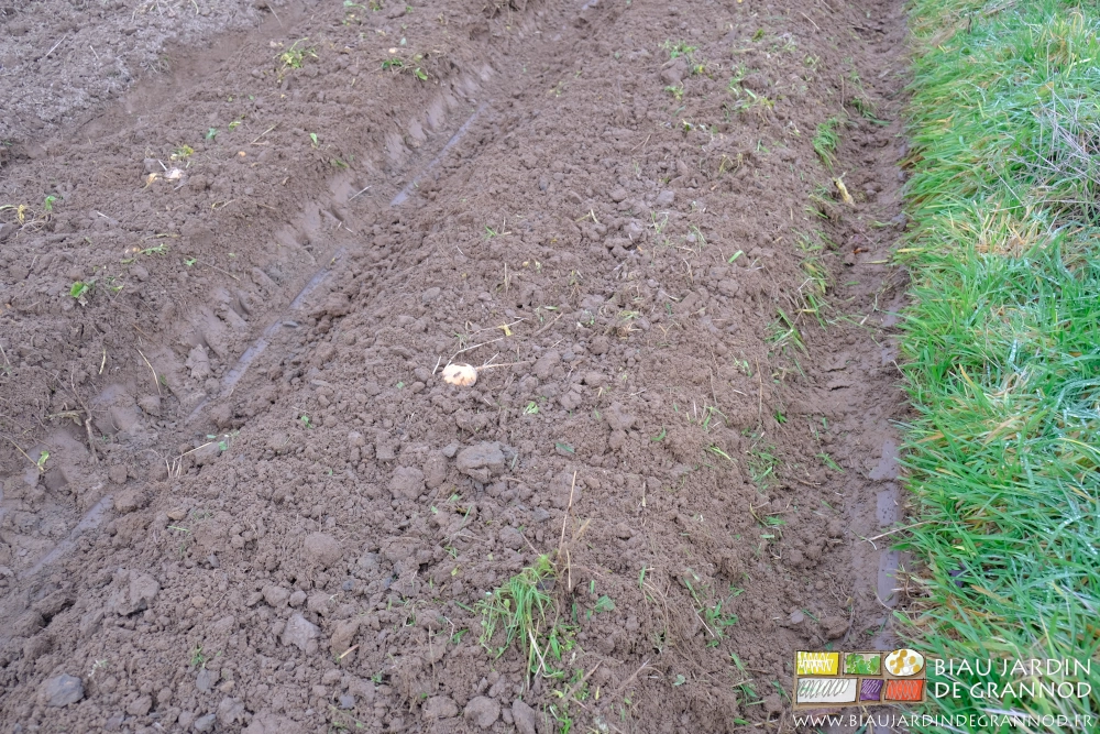 photo proche de résidus de culture de navet incorporés en surface d'une planche permanente
