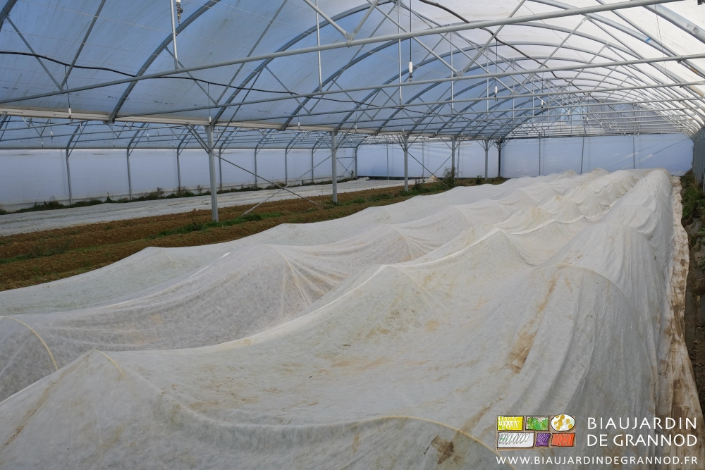 photo des planches d'un bi-tunnel protégées par un voile thermique déroulé sur arceaux chenille