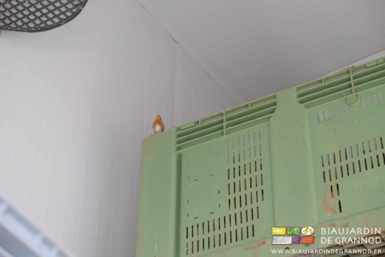 photo d'un rouge gorge posé sur le haut d'une pile de palox dans le local froid