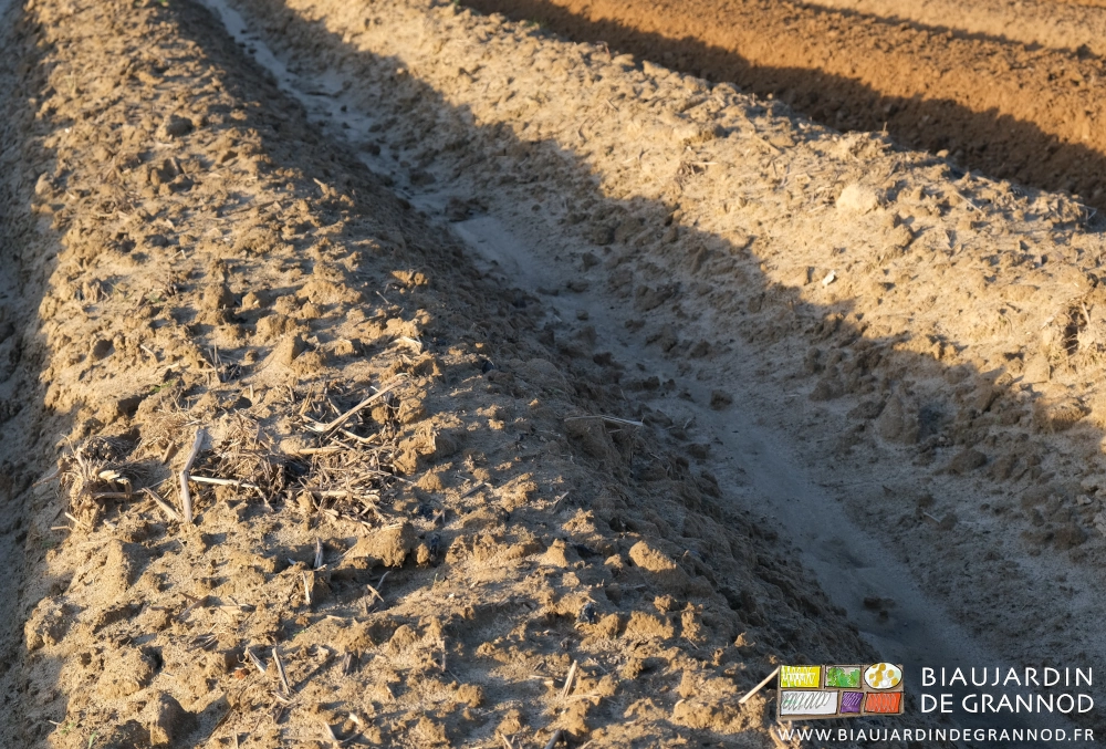 photo de restes de végétaux sur des planches buttées